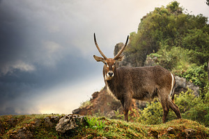 Solitary Antelope in a Mountainous L, an Animal Photo by Perpis