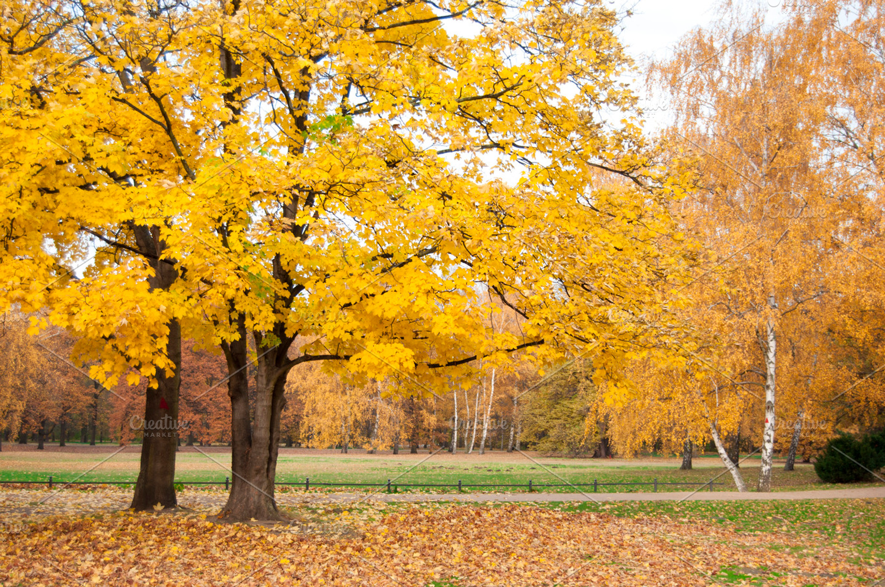 Yellow containing yellow, leaves, and leaf, a Nature Photo by Ruby Creative