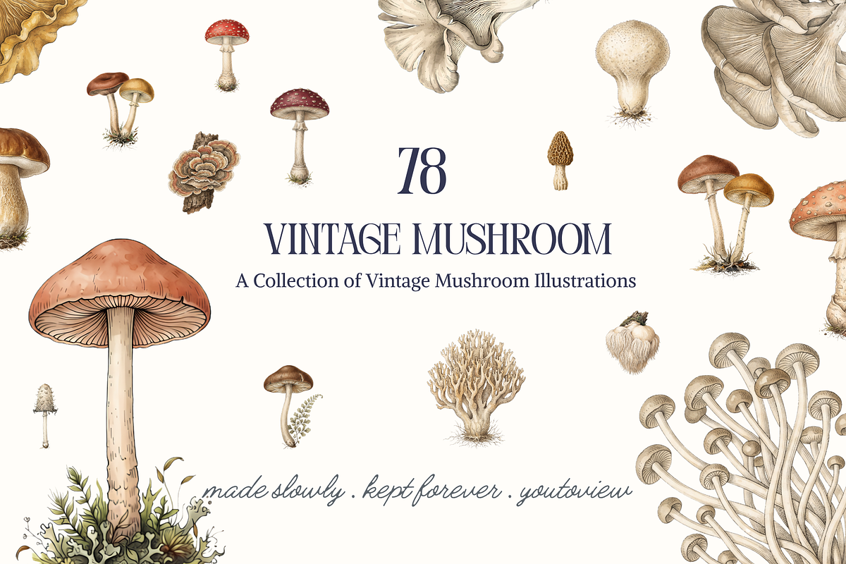 Vintage Mushroom Illustrations, a Decorative Illustration by youtoview (Photo 1 of 13)