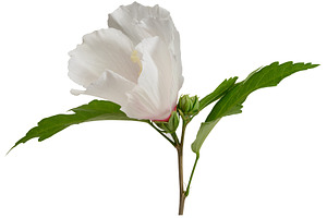 White hibiscus flower with green leaves, isolated background, a Nature Photo by ndanko