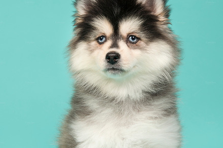 Portrait of a mini husky puppy with