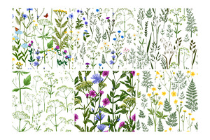 Wild Herbs. Wildflowers Pattern