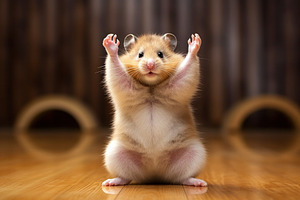 Hamster Roborovski contorting its body into a funny yoga pose