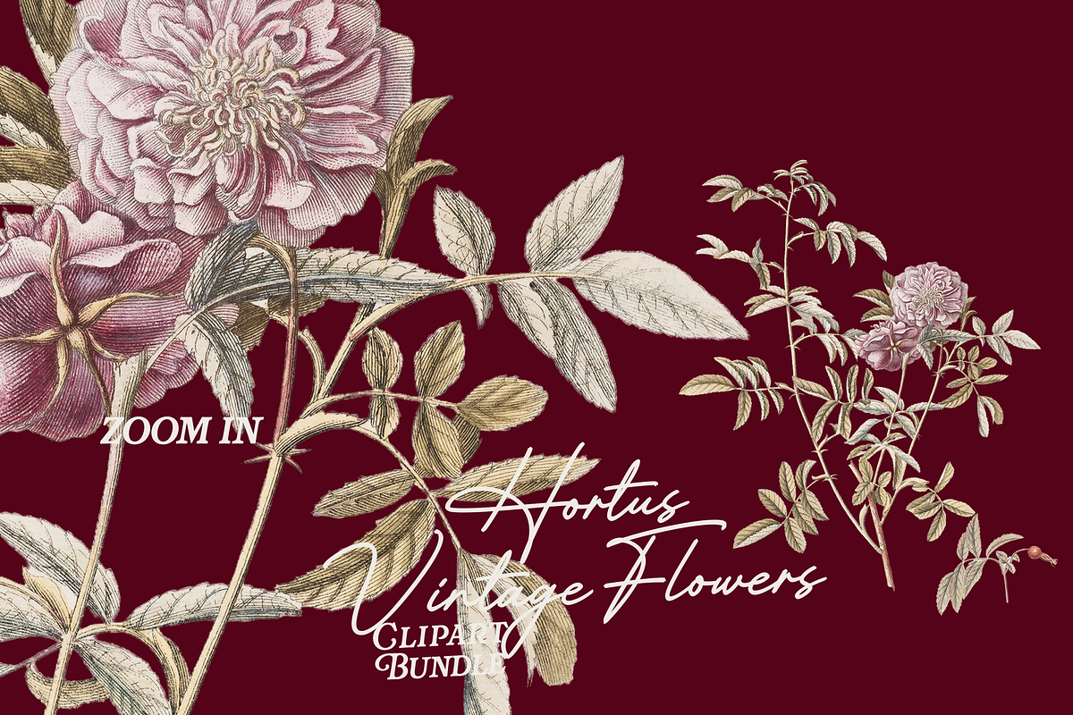 Hortus Vintage Flowers Cliparts, a Decorative Illustration by Lilithcollageart (Photo 3 of 12)