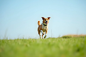 Happy Dog Running Across Green Field, a Photo by LOGOCREATIVE