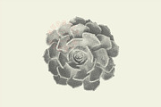 Succulent Halftones, a Texture Graphic by GhostlyPixels (Thumbnail 12 of 13)