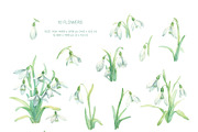 Snowdrop Flower Collection, an Illustration by My Wondercolor (Thumbnail 2 of 4)