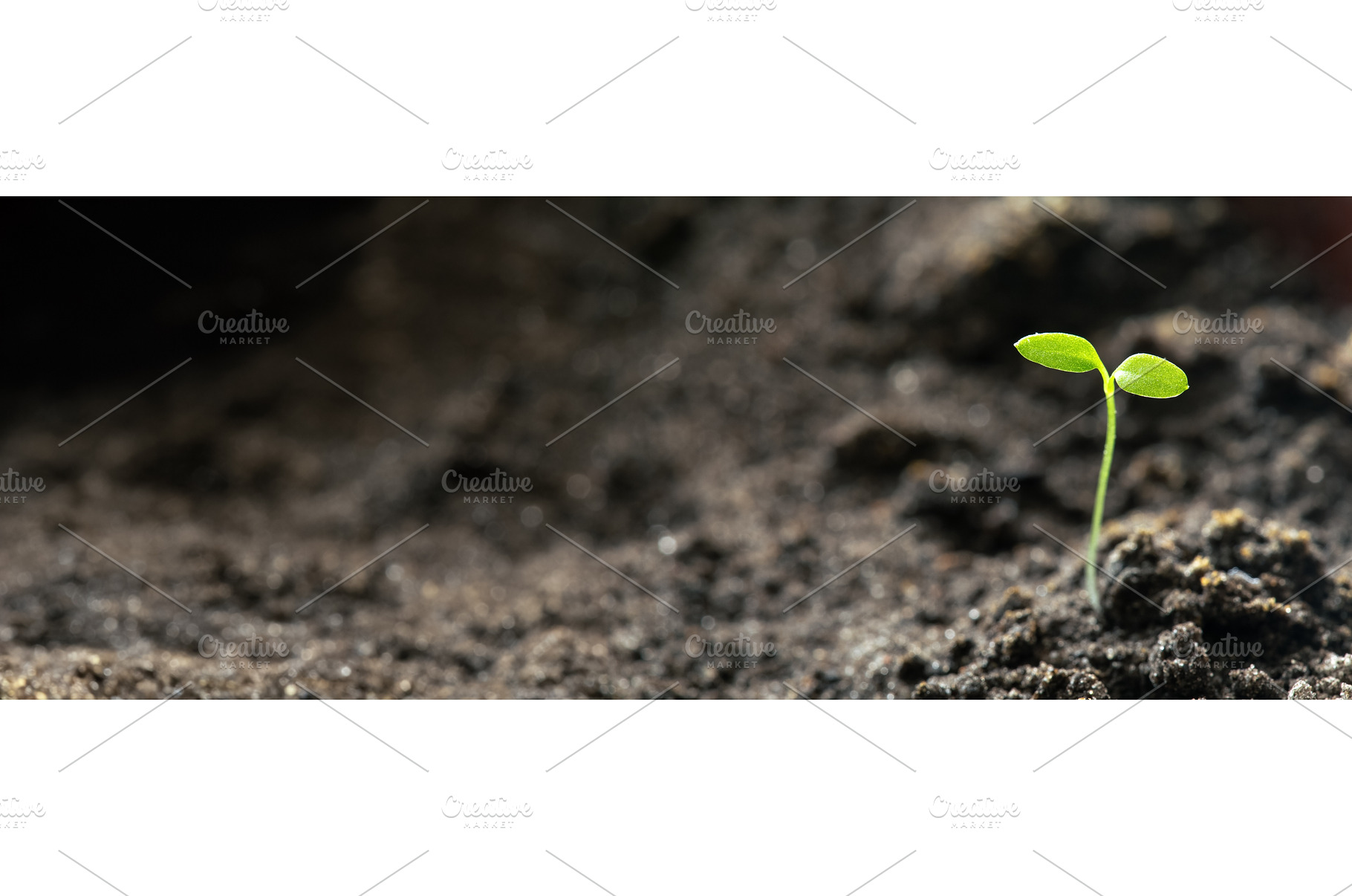 Growing Green Sprout From Soil, a Nature Photo by Our Amazing World