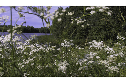 Serene and Picturesque Lakeside, a Nature Photo by Media Whale Stock