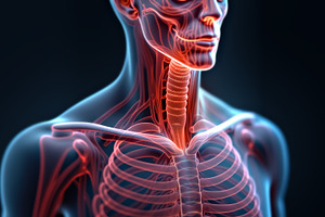 illustration of the human torso and, a Health & Medical Photo by angellodeco