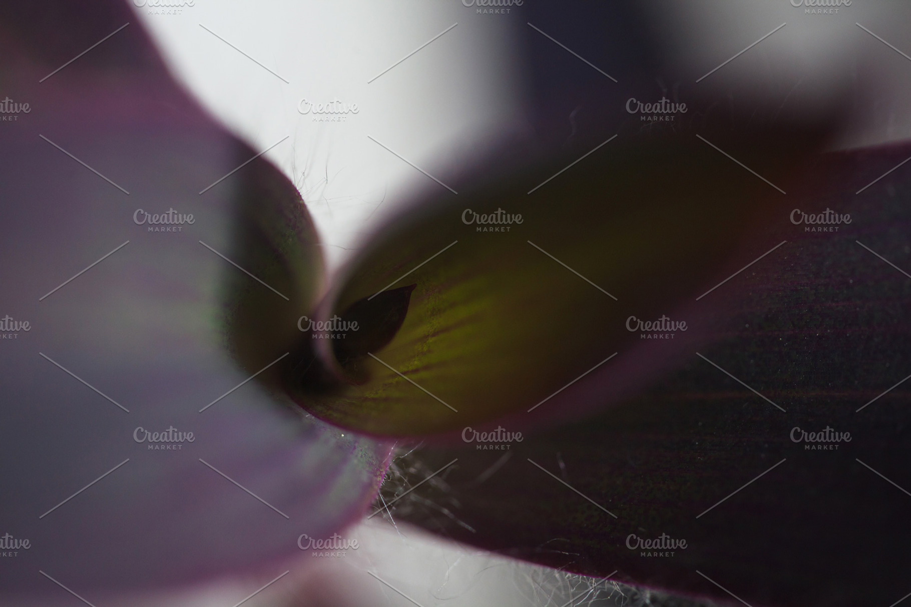 Extreme macro shot of a dark purple Tradescantia pallida leaf bud. Atmospheric, a Photo by Rohan Photography