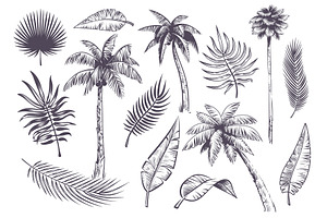 Sketch Palm Trees And Leaves. Hand