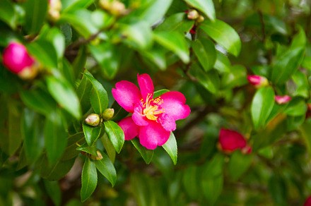 Camellias in the park containing camelia, garden, and flower