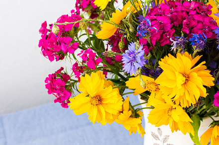 Beautiful summer flowers, a Nature Photo by Pandateam