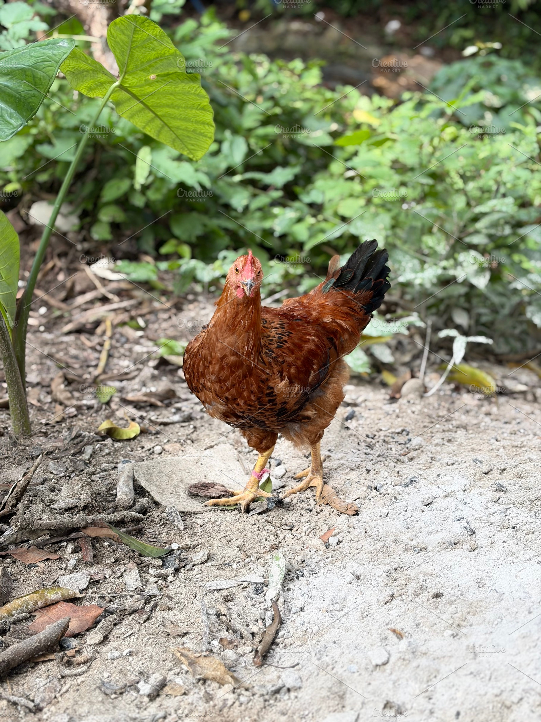 Hen With A Pose, an Animal Photo by Color FFF