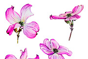 Watercolor dogwood illustrations, a Decorative Illustration by Verlena's Corner (Thumbnail 2 of 2)