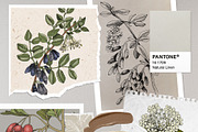 Medicinal plants collection, a Healthcare Illustration by handsketched (Thumbnail 2 of 9)