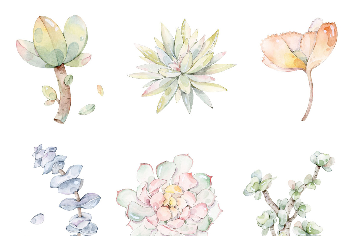 Watercolor Succulent Plants, an Object Illustration by ArtbyHien (Photo 4 of 4)