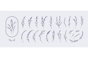 Hand drawn lavender. Elegant, an Object Illustration by winwin.art