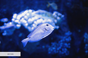 Underwater Photography Presets, a Plug-in Add-On by FixThePhoto (Thumbnail 18 of 32)