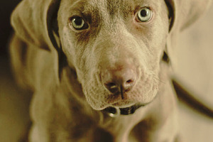Beautiful Dog With Glowing Eyes