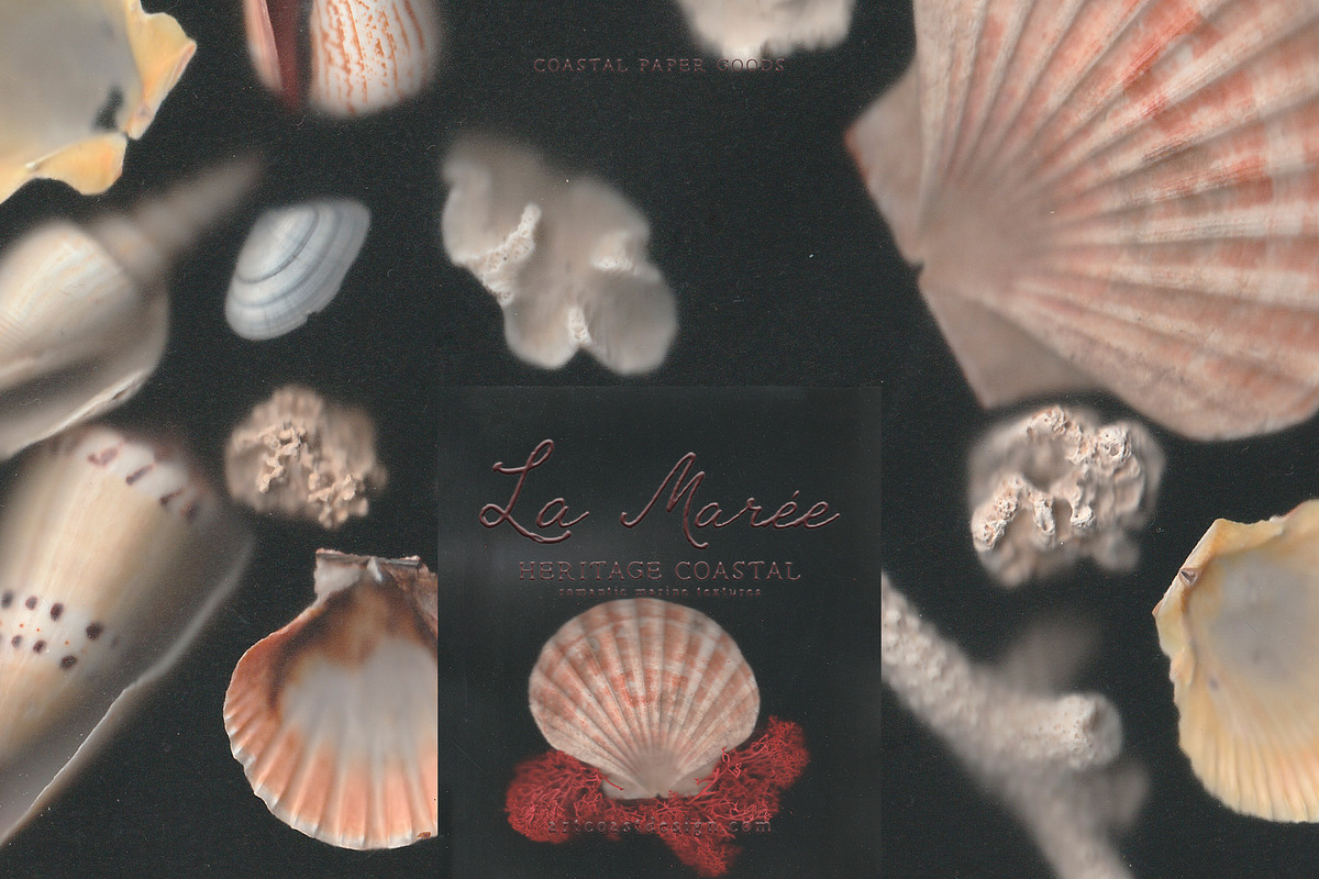 La Maree — Coastal Ephemera, a Background Graphic by nadispasibenko (Photo 3 of 9)