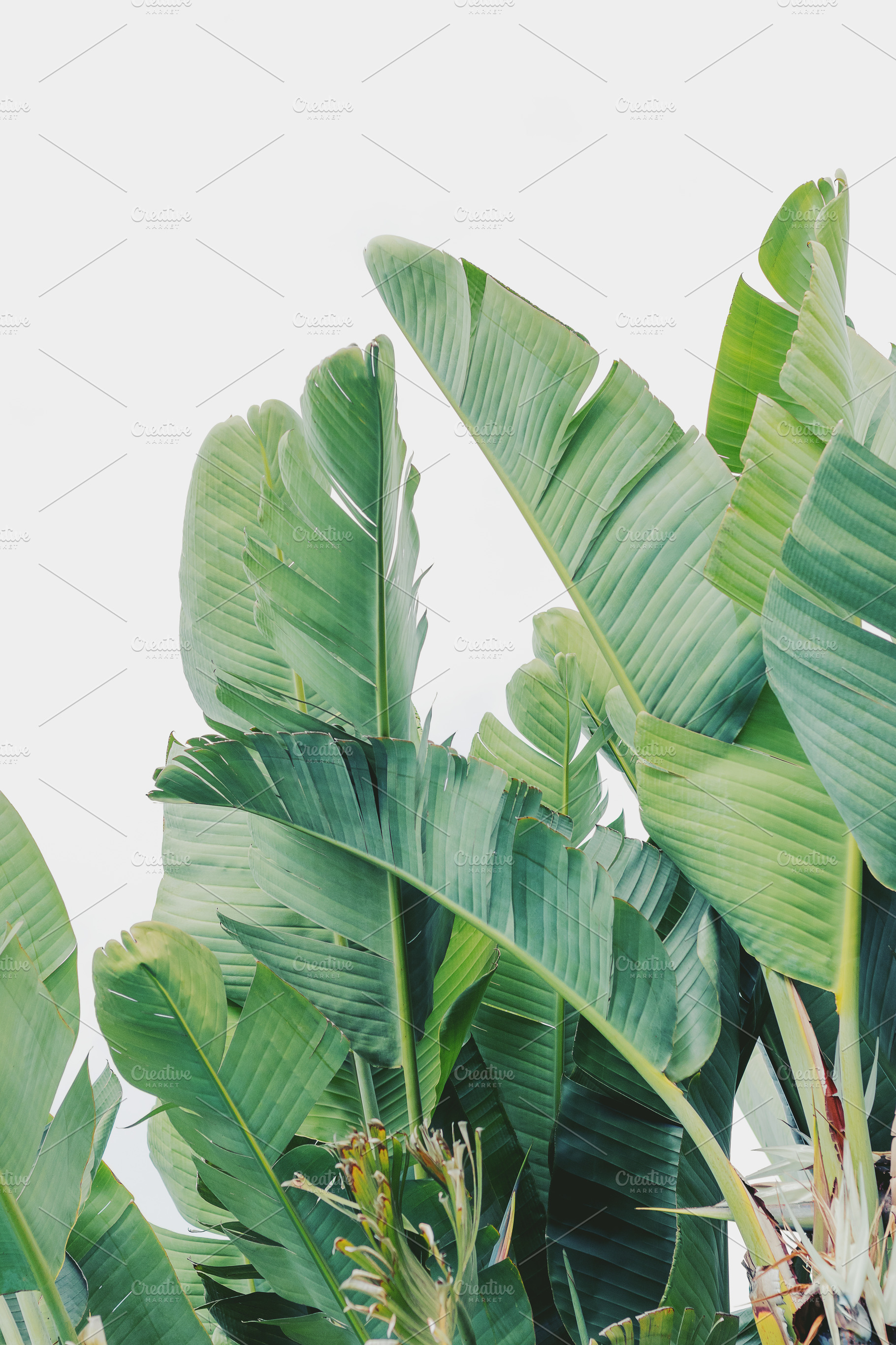 Minimalist Strelitzia Leaves Art, a Nature Photo by René Jordaan Photography