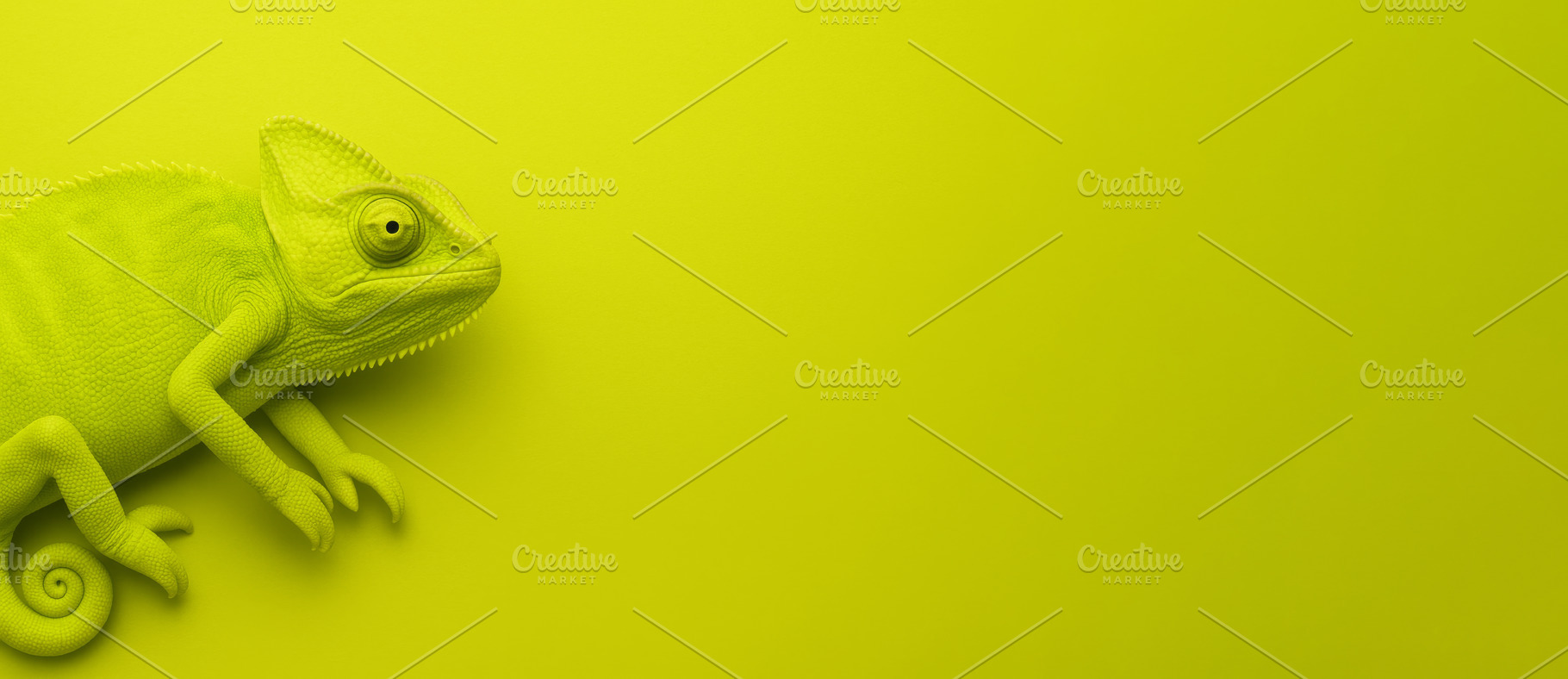 Green chameleon on chartreuse background with space for text, a Photo by Dvoevnore photos