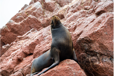 Sea lions resting on the stones in, an Animal Photo by Leonid Andronov