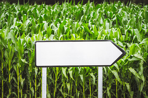 Blank arrow sign in cornfield, a Transportation Photo by SkyNext