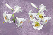set of white lilies, an Illustration by SokolovaSv (Thumbnail 2 of 4)