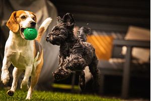 There are two dogs joyfully playing, an Animal Photo by MadPhotos