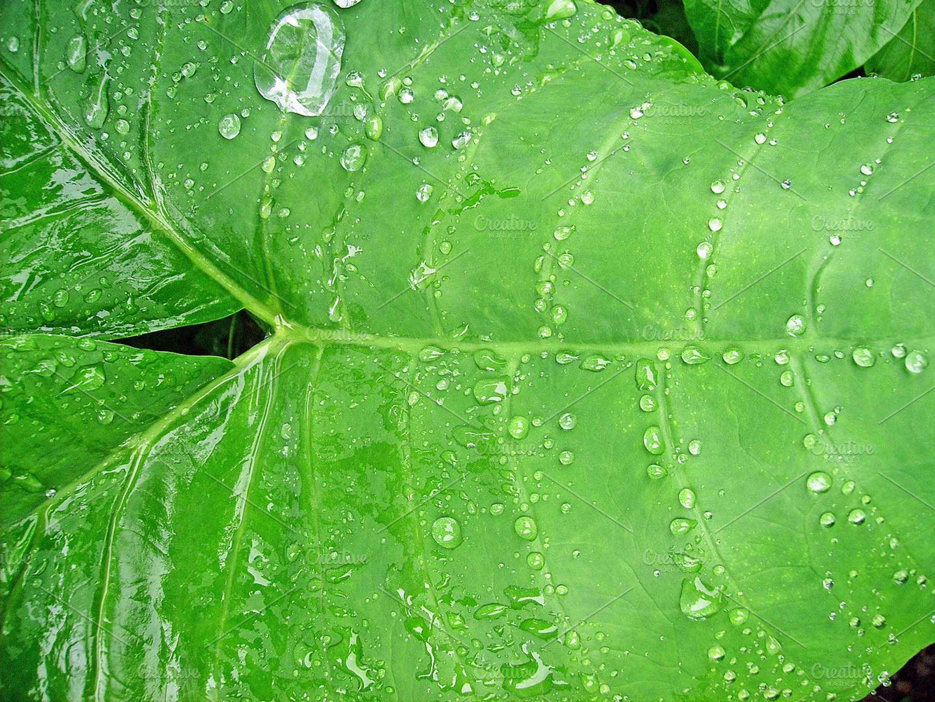 Fresh Leaf