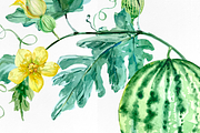 Watermelon Life Cycle Poster/Clipart, an Education Illustration by Tati Bordiu (Thumbnail 4 of 5)