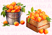Apricots Watercolor Clipart, a Food Illustration by LekoArt (Thumbnail 6 of 10)