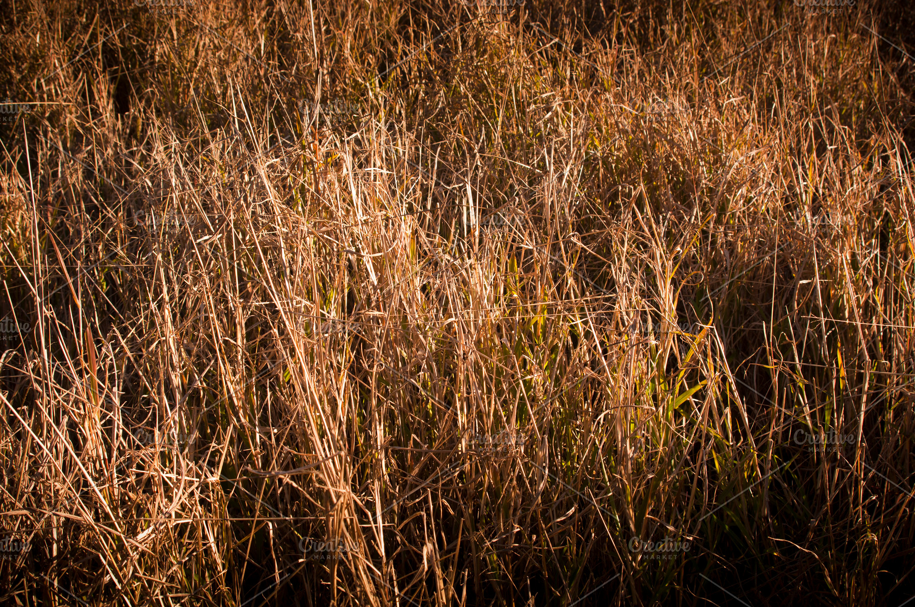 Dry Grass, a Nature Photo by THP Creative