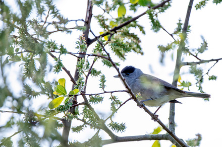 Male blackcap perched in a tree in spring., an Animal Photo by CreativePhotoSpain