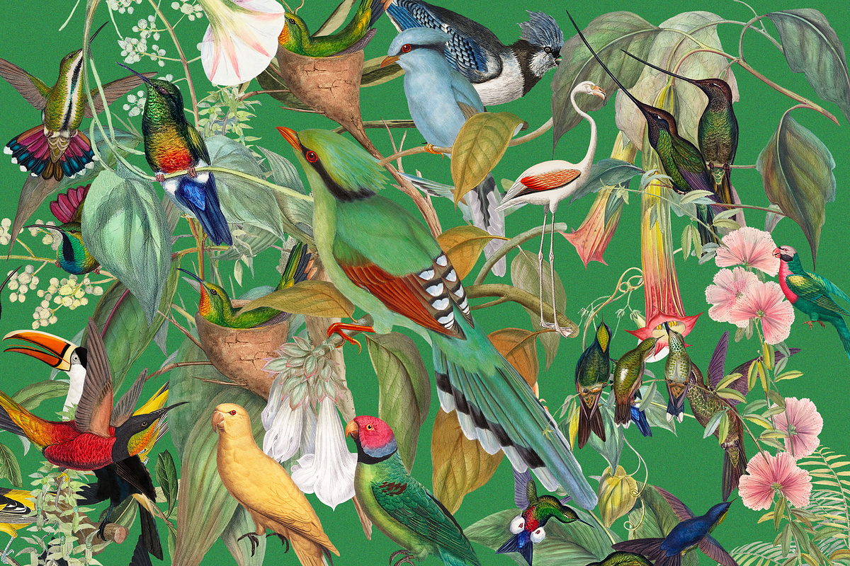 1150 Vintage Bird Illustratins, an Animal Illustration by
