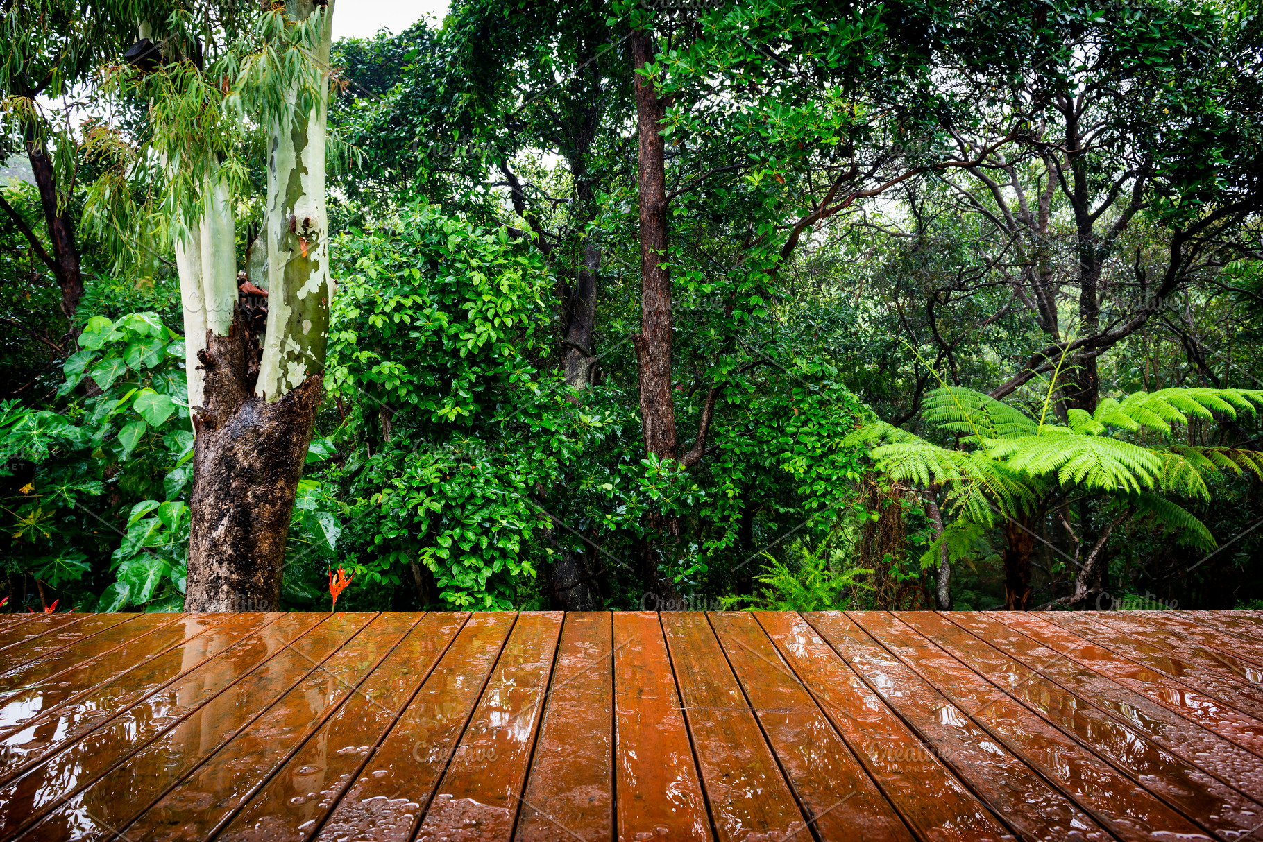 Timber Floor and Jungle, a Nature Photo by THP Creative