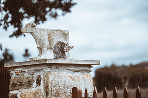 Cat on stone pillar with statue, an Animal Photo by SkyNext