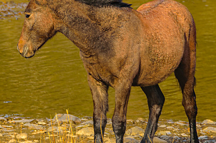 Wild young horse at border of river, an Animal Photo by DanFLCreativo