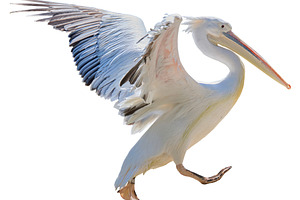 White adult pelican flapping wings on isolated background, an Animal Photo by ndanko