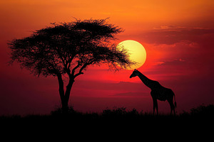 Majestic giraffe silhouettes against, a Photo by Pavel_design