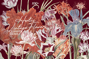 Hortus Vintage Flowers Cliparts, a Decorative Illustration by Lilithcollageart
