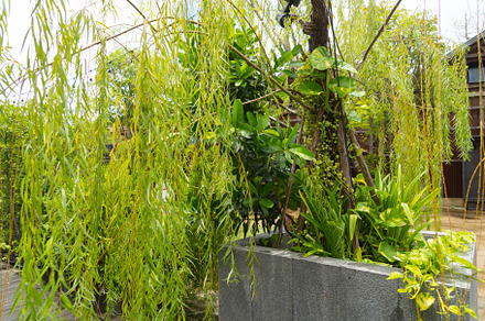 Green vegetable plant leaves of trees in garden pattern surface, a Background Photo by Tampatra