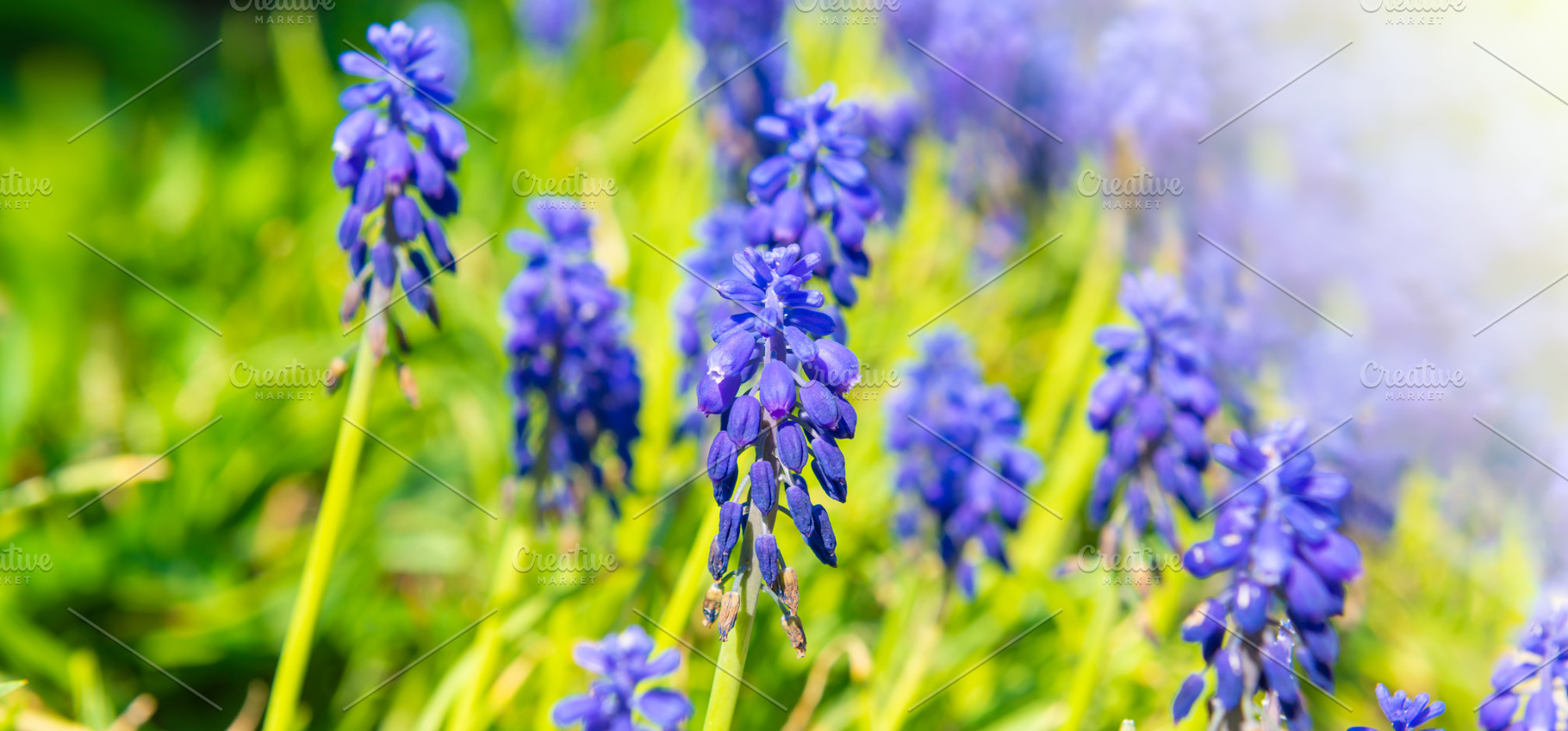 Blue flowers hyacinth, a Nature Photo by Vapi