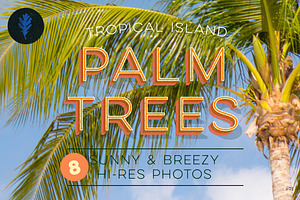 Photo Suite:  Palm Trees