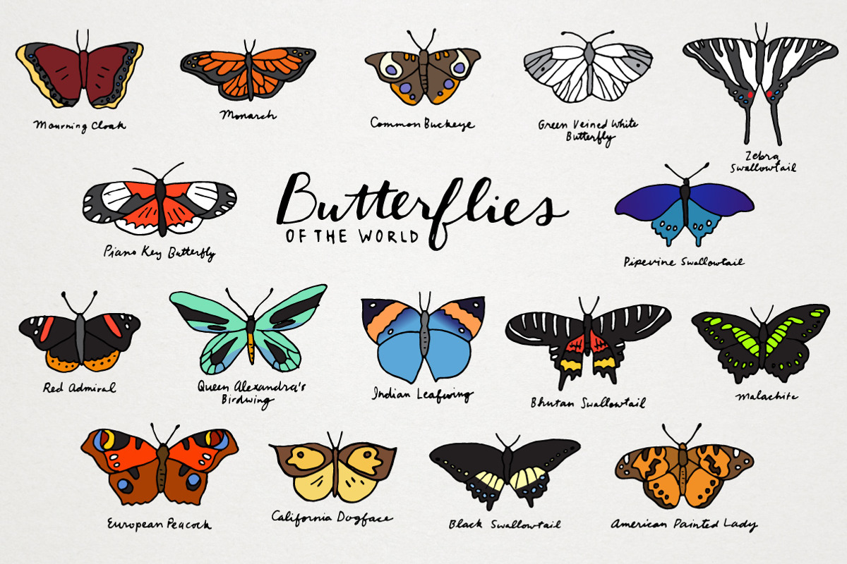 Butterflies of the World, a Decorative Illustration by Lemonade Pixel (Photo 1 of 7)