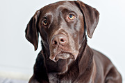 Chocolate lab set 1 featuring chocolate lab, dog, and dog lab, an Animal Photo by Persnickety Prints (Thumbnail 2 of 2)