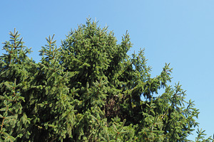 Norway spruce tree scient. class. Picea abies, a Photo by WorldOfPhotos